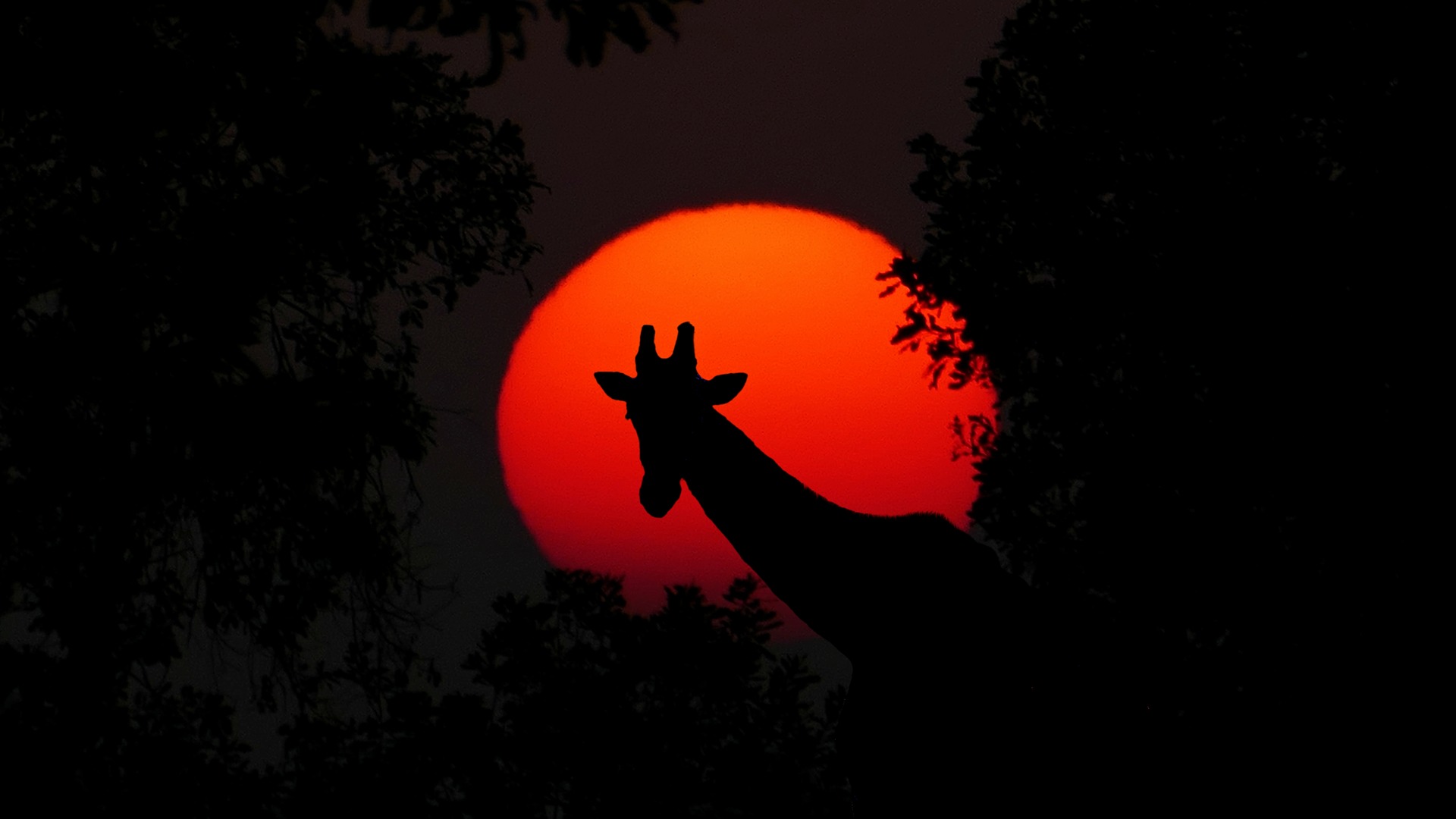Giraffe and Setting Sun