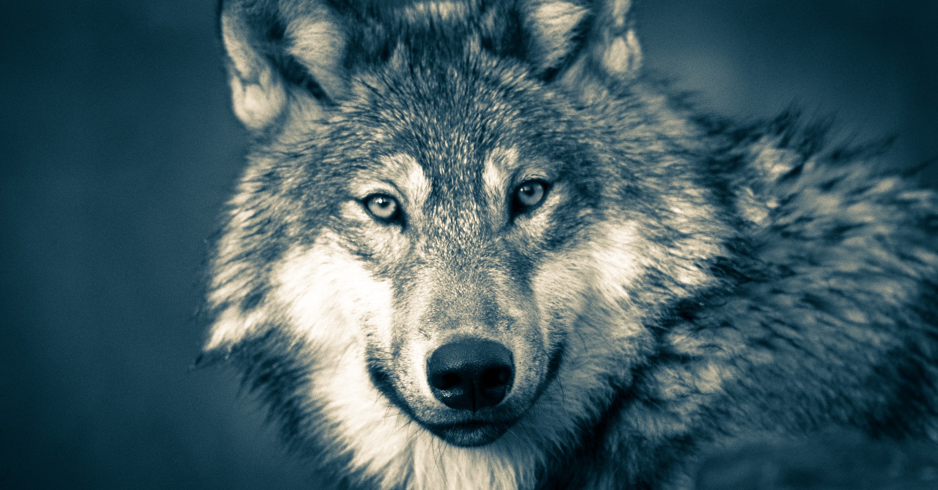 wolf-3577956_1920