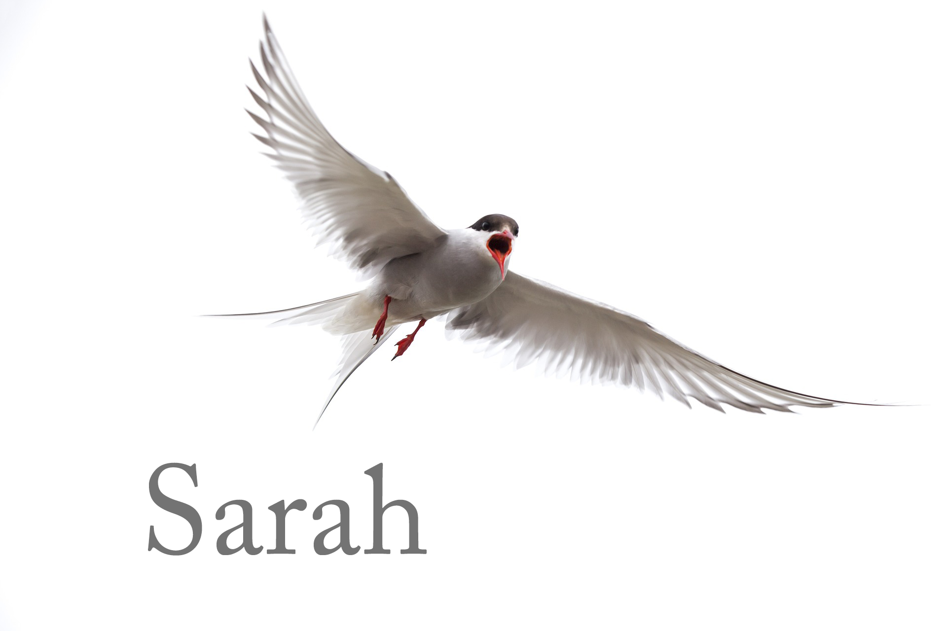 See Sarah's page