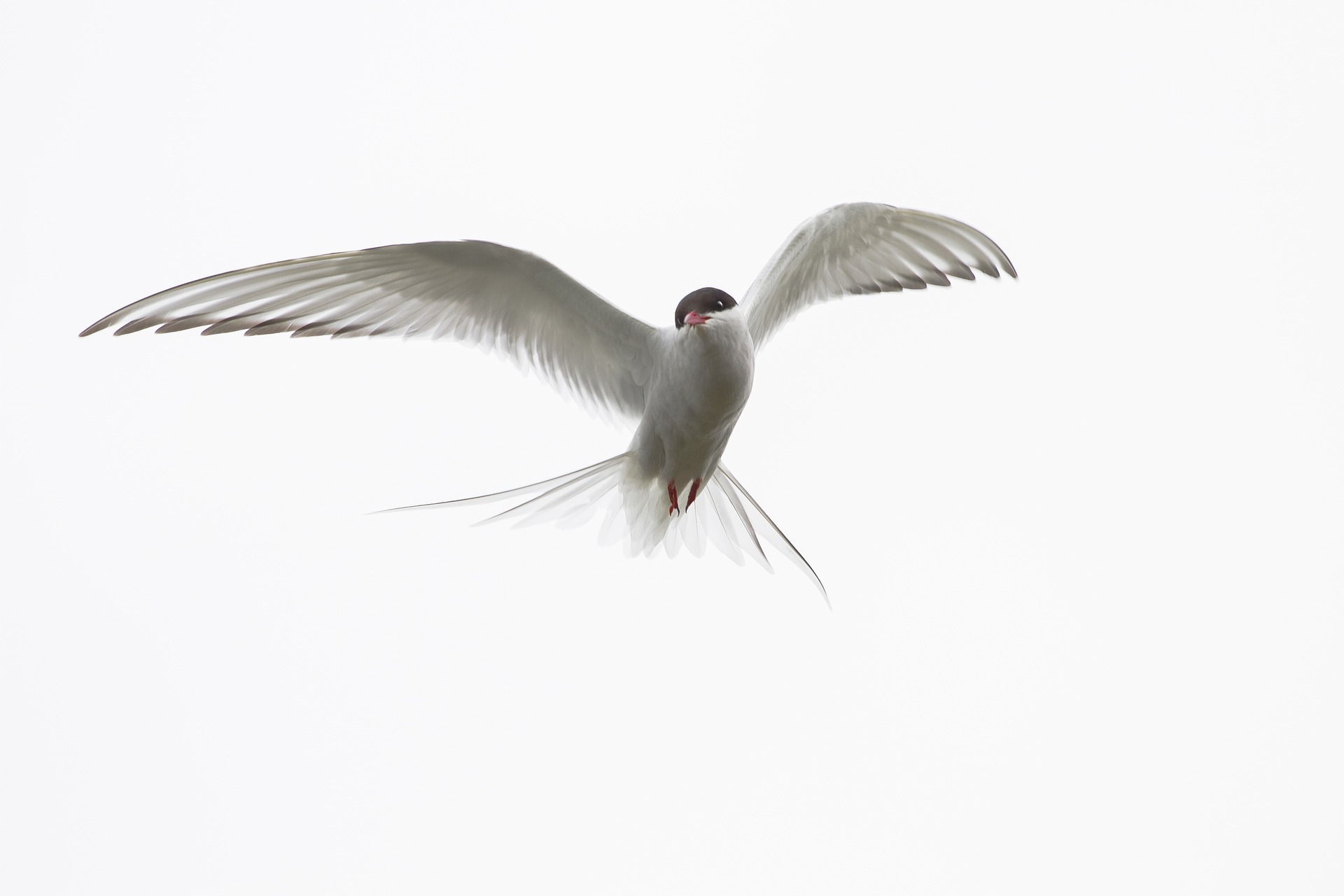 Arctic Tern with Outstretched Wings