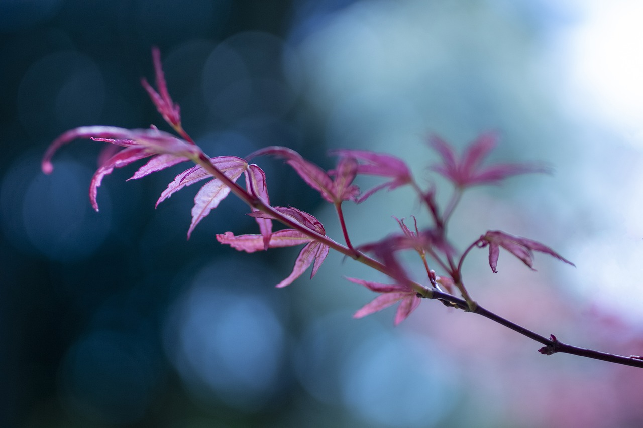 Purple Leaves on Stem